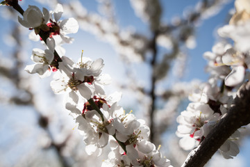 Blooming white sakura. Macro photo of beautiful flowers and sprigs of cherry wood.