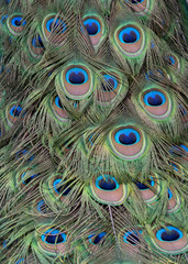 Fototapeta premium Pattern, colors, and texture of peacock feathers close up.