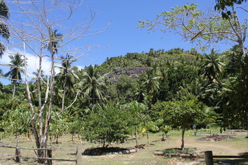 North island seychelles beach Indian Ocean palms