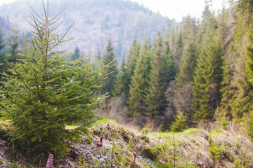 Mountain river landscape with fir trees