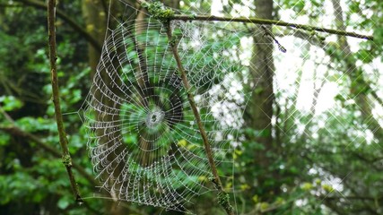 Spider Web in the Forest