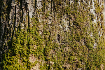 texture of wood and moss, tree/  wooden background
