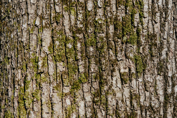 texture of wood and moss, tree/  wooden background