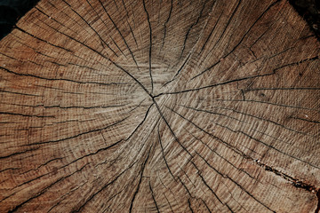 Fototapeta premium cut tree, old wood texture. wooden background close-up