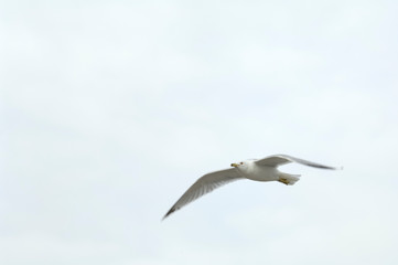 Naklejka premium Flying Ring-Billed Seagull against the sky (Larus delawarensis)