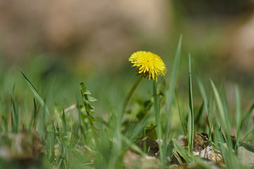 Lonely yellow dandelion on a green field.