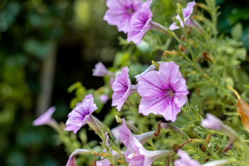Obraz premium pink flowers in the garden