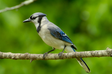 Blue Jay - Cyanocitta Cristata