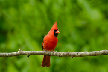 Male Northern Cardinal (Cardinalis cardinalis)