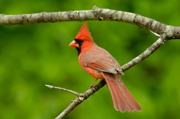 Male Northern Cardinal (Cardinalis cardinalis)