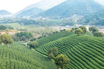 longjing tea garden in hangzhou