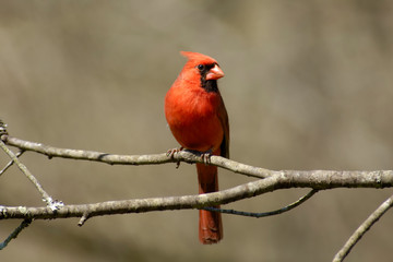 Male Northern Cardinal (Cardinalis cardinalis)