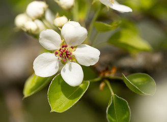 Flowers of fruit trees