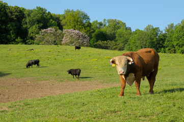 Naklejka na ściany i meble Hereford Bull (Bos taurus) in Tennessee USA.