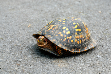 Turtle peers out exeplifying the concept for Coming Out, or Coming Out of Your Shell.