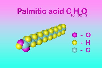 Structural chemical formula and molecular model of palmitic acid (palm oil), the most common saturated fatty acid. Scientific background. 3d illustration