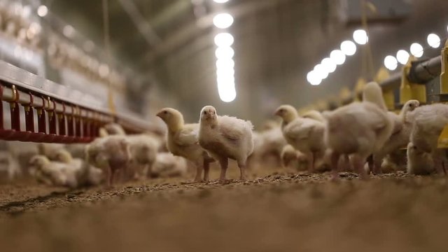 Small chicken in a big hatchery