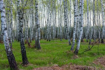 Birkenwald im Frühling