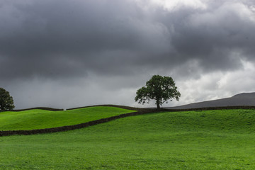 Fototapeta na wymiar Storm clouds and lone tree in Wensleydale, Yorkshire