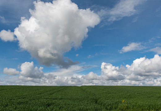 Grünes Feld in der Landwirtschaft mit blauem bewölktem Himmel © Tobias