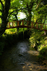 Wonderland bridge in the forest