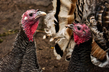 turkeys on a farm on a farm , serious turkey