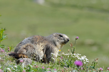 marmot in the grass