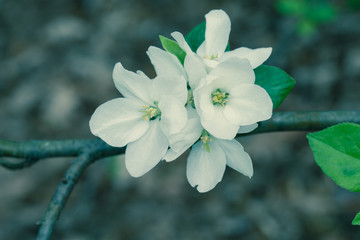 apple white flowers on twig