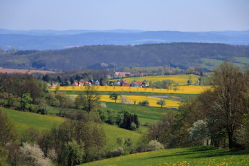 Fototapeta na wymiar Blossoming rapeseed field in Saxony, Germany