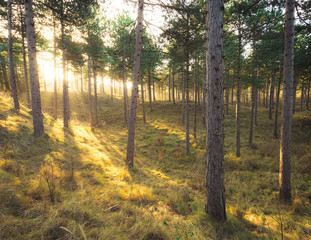 Bright sunlight back lighting a forest scene