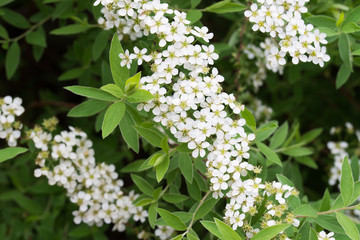 spirea shrub with white flowers on twig