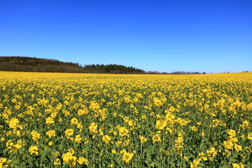 Blossoming rapeseed field in Saxony, Germany