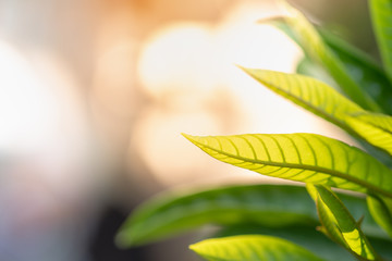 Close up of nature view green leaf on blurred greenery background under sunlight with copy space using as background natural plants landscape, ecology wallpaper concept.