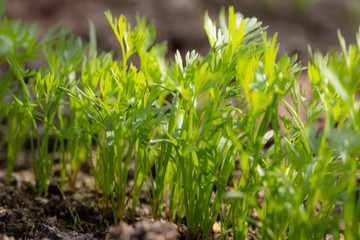 young carrot plants, closeup, backlight