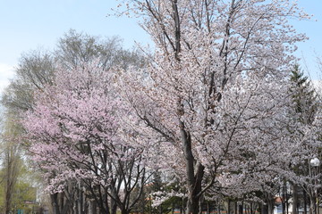 桜