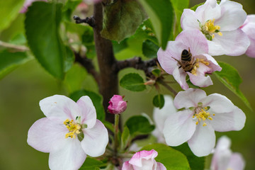 bee on a blooming apple tree, wallpaper