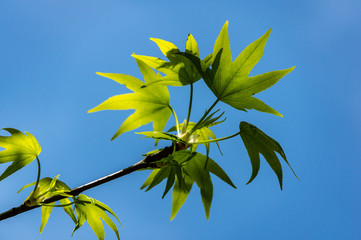 Сlose-up of young green leaves of Liquidambar styraciflua or Amber tree in focus against...