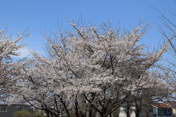桜