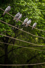 pigeons sitting on an electrical wire during rain. India