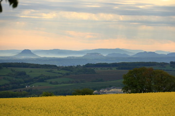 Blossoming rapeseed field in Saxony, Germany