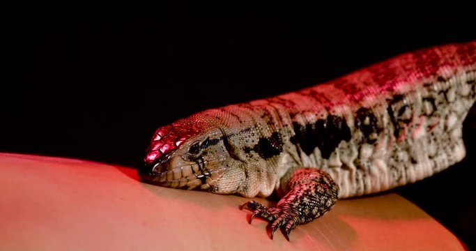 A young, black, white and brown Tegu Lizard resting on a Caucasian girl's back and butt whom only has bikini bottoms on. They are both lit by red studio lights with a black background. 4k