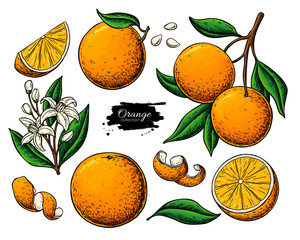Orange fruit vector drawing. Summer food illustration - 265184159