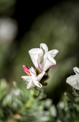 Fototapeta na wymiar Blüten, Marco einer Blüte 