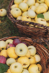 Freshly picked organic apples in big wicker baskets on the grass at the farm garden. Harvest concept.
