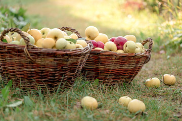 Freshly picked organic apples in big wicker baskets on the grass at the farm garden. Harvest concept.