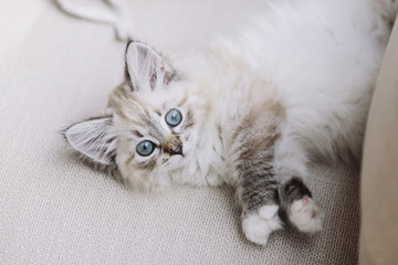 Little Babycat Kitten on beige sofa