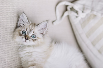 Little Babycat Kitten on beige sofa