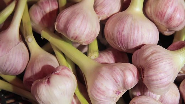 Fresh young garlic on the market. Spicy cooking ingredient 