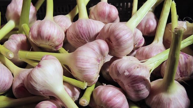 White garlic pile texture. Fresh garlic on market table 
