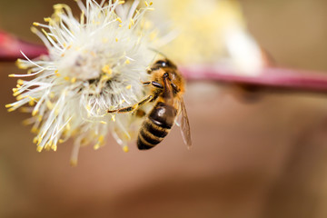 Weidenkätzchen, erste Nahrungsquelle für Bienen im Frühjahr